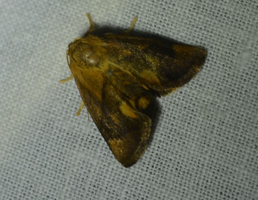 Apoda limacodes - kagylólepke