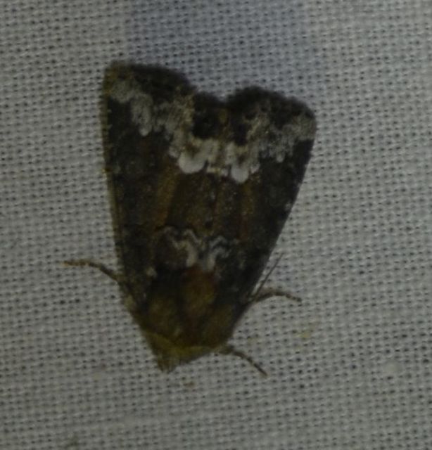 Oligia strigilis - kormos dudvabagoly