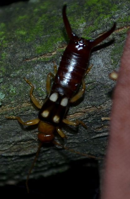 Forficula smyrnensis - szmirnai fülbemászó
