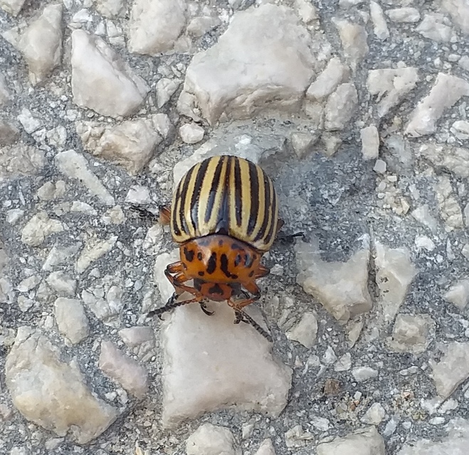 Leptinotarsa decemlineata - burgonyabogár