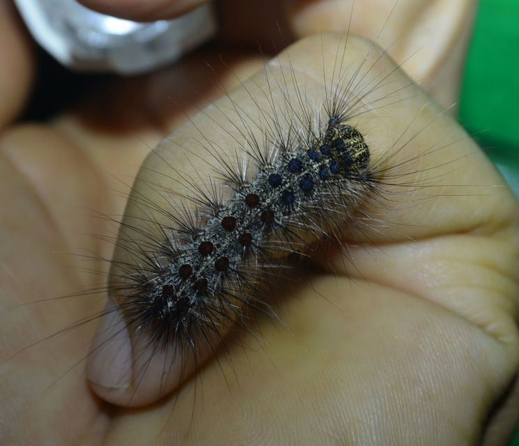 Lymantria dispar - gyapjaslepke