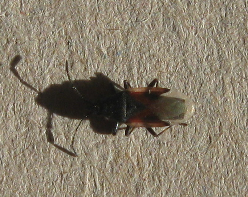 Oxycarenus lavaterae - hársbodobács