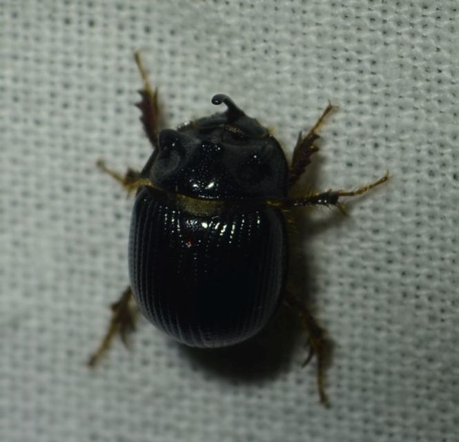 Odonteus armiger - mozgószarvú álganéjtúró