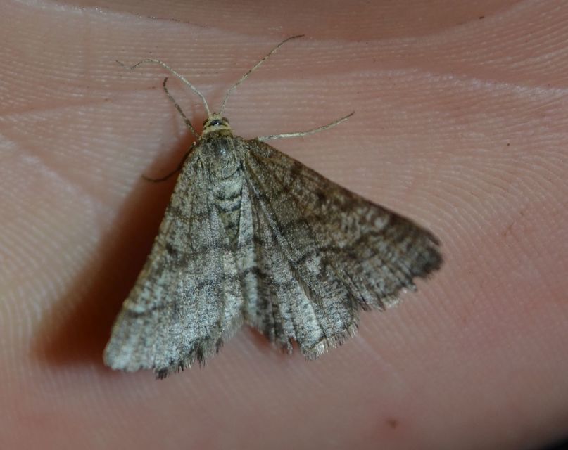 Tephrina murinaria - egérszínű araszoló