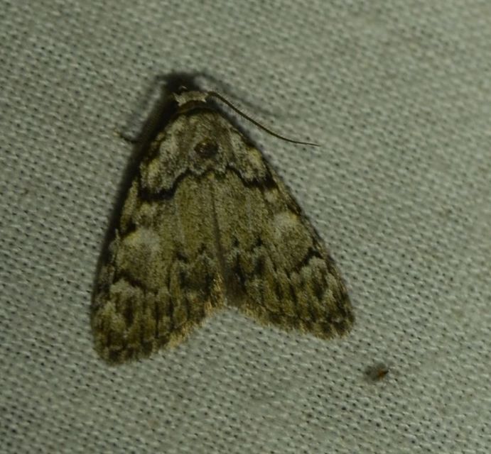 Meganola strigula - hamvas pamacsosszövő