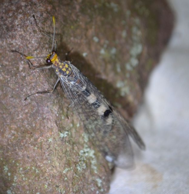 Megistopus flavicornis - kétfoltos hangyaleső