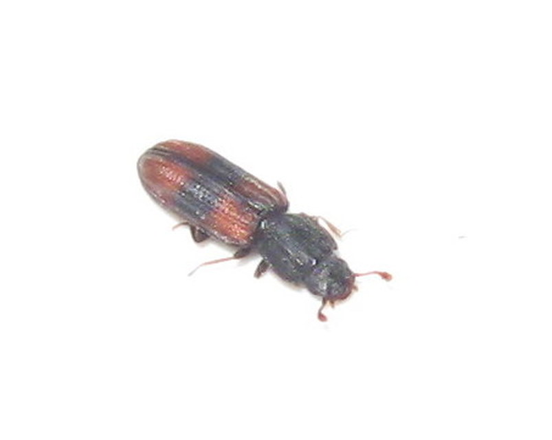 Bitoma crenata - szalagos héjbogár