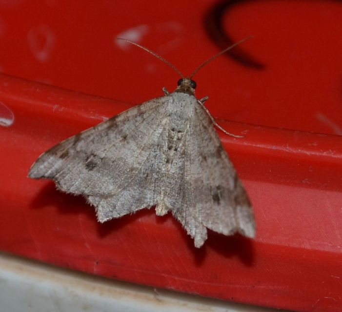Macaria alternata - közönséges szürkearaszoló