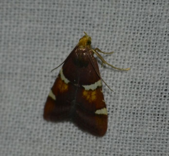 Pyralis regalis - pompás fényilonca