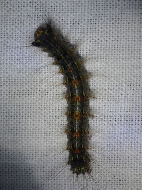 Lymantria dispar - gyapjaslepke