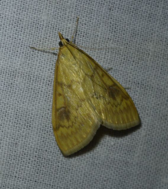 Ostrinia nubilalis - kukoricamoly