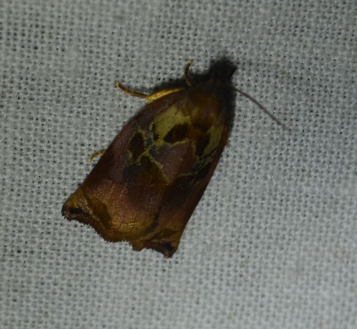 Archips podana - dudvarágó sodrómoly