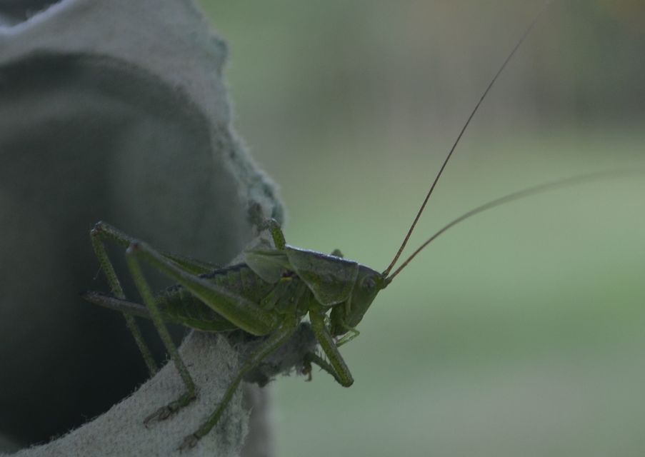 Tettigonia viridissima - zöld lombszöcske