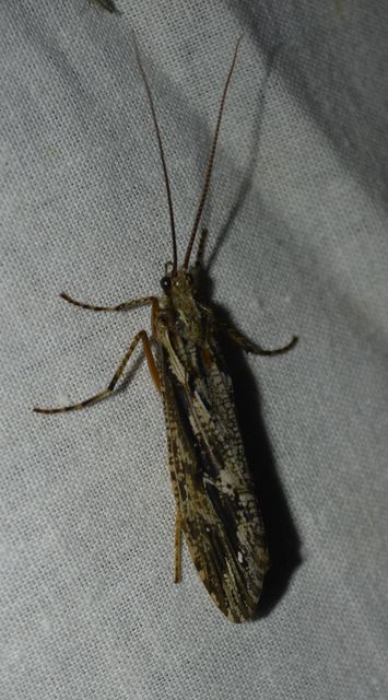 Phryganeidae