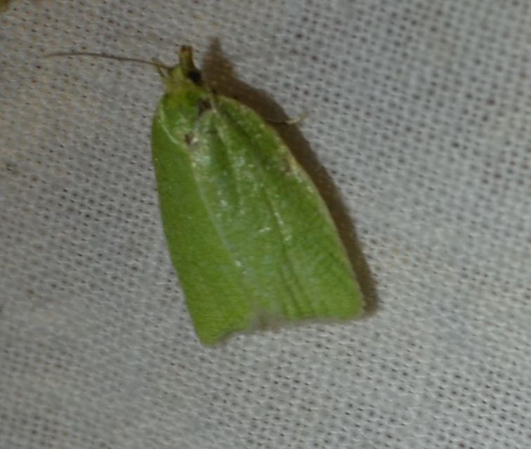 Tortrix viridana - tölgyilonca