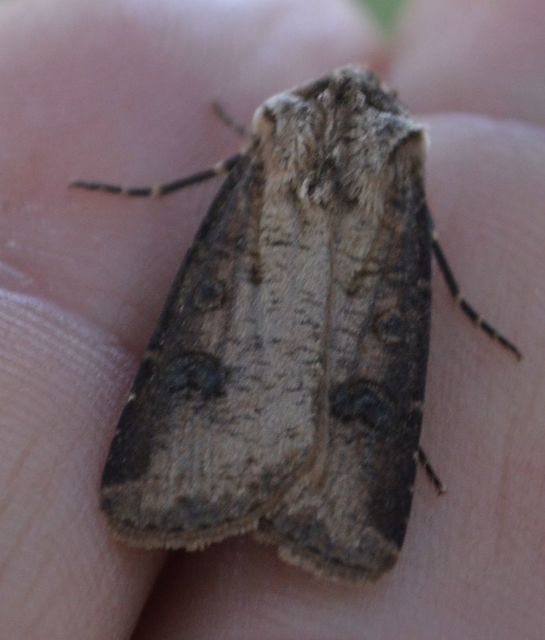 Agrotis clavis - zömök földibagoly