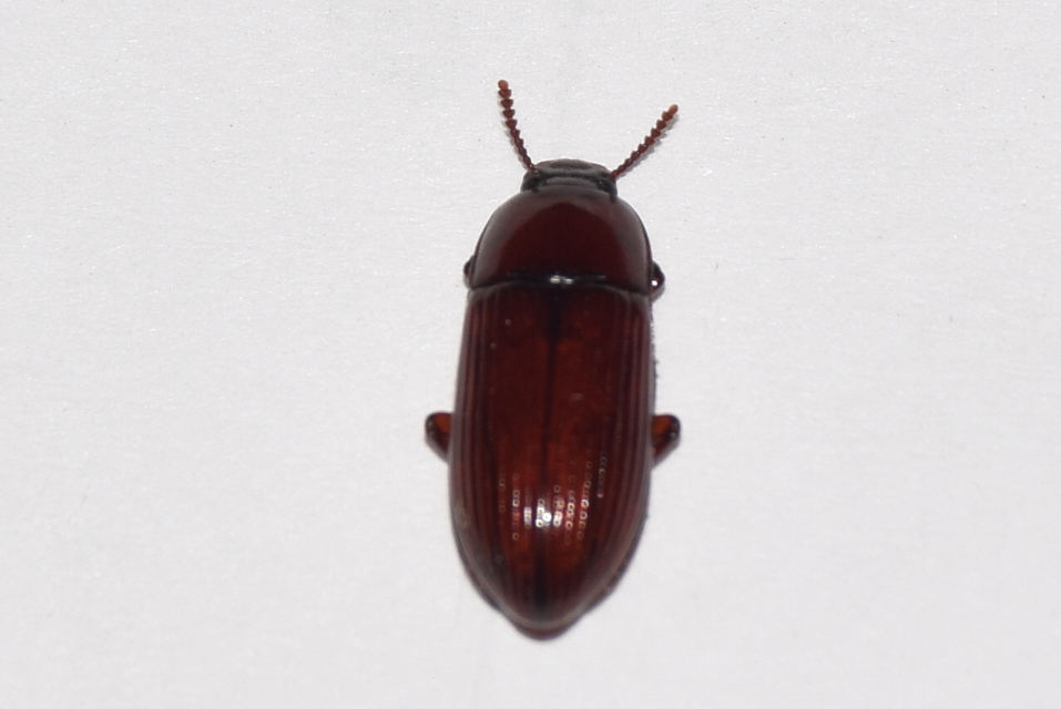 Uloma culinaris - nagy rágványbogár