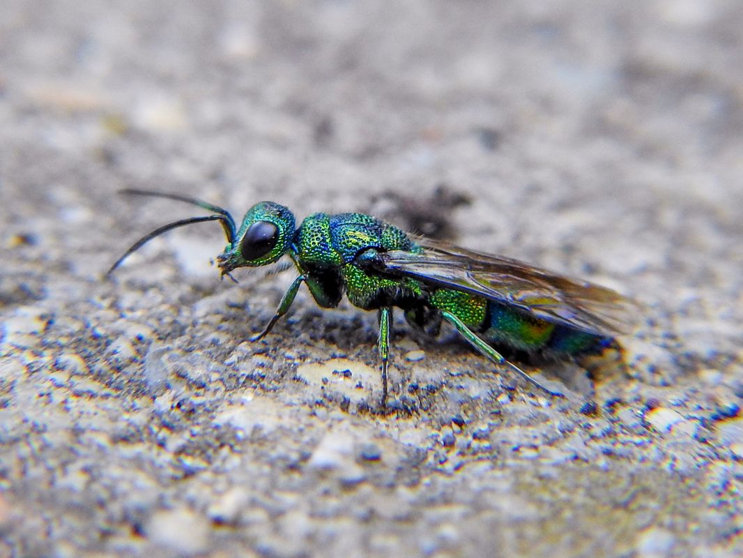 Chrysis iris