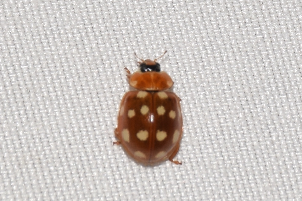 Calvia quatuordecimguttata - tizennégycseppes füsskata