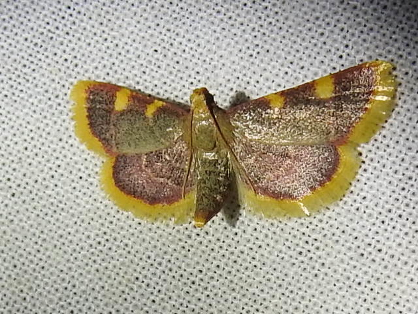 Hypsopygia costalis - szénailonca