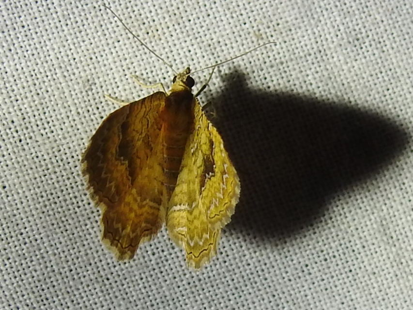 Camptogramma bilineata - kétvonalas sávosaraszoló