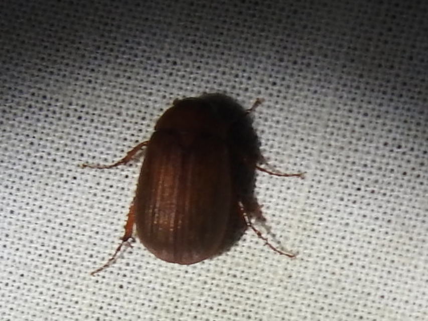 Serica brunnea - homoki kiscserebogár