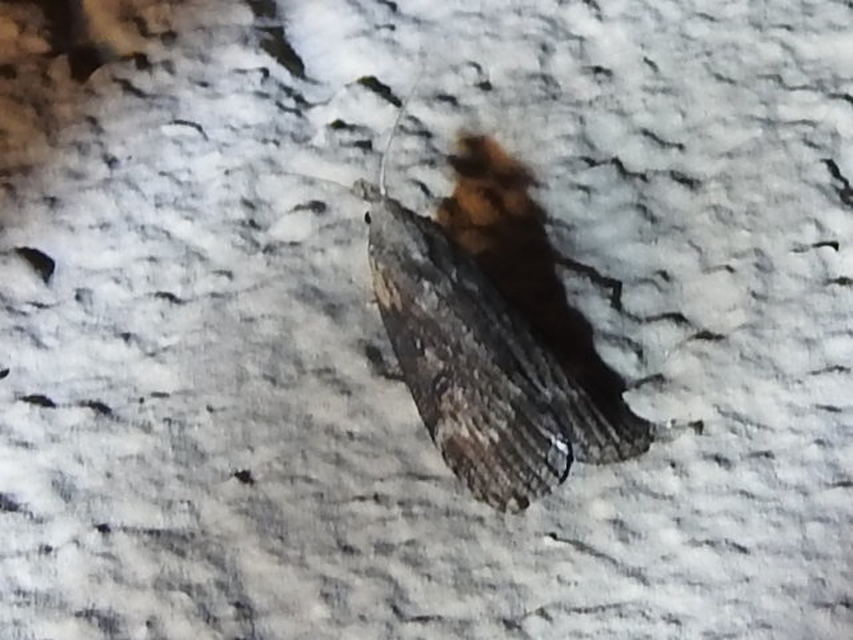 Lamoria anella - törmelékmoly