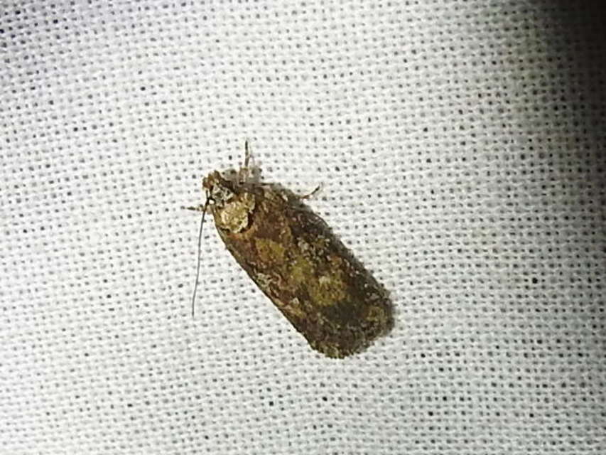 Depressariidae - laposmolyfélék