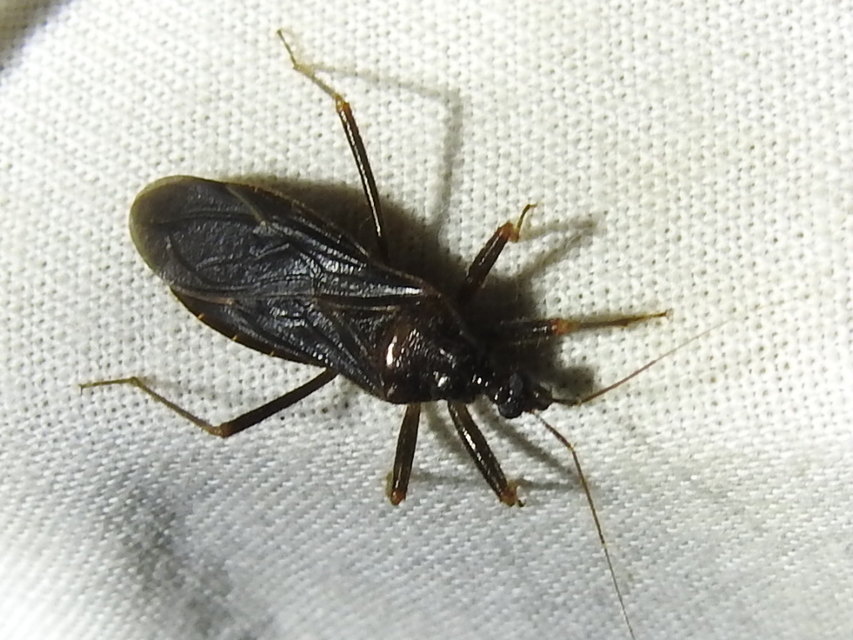 Reduvius personatus - szemetes zugpoloska