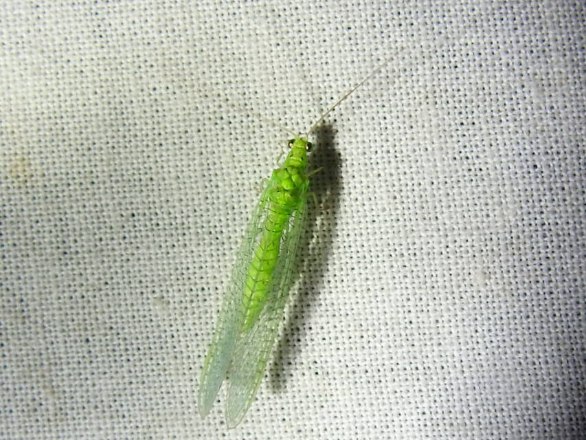 Chrysopidae - zöldfátyolkák