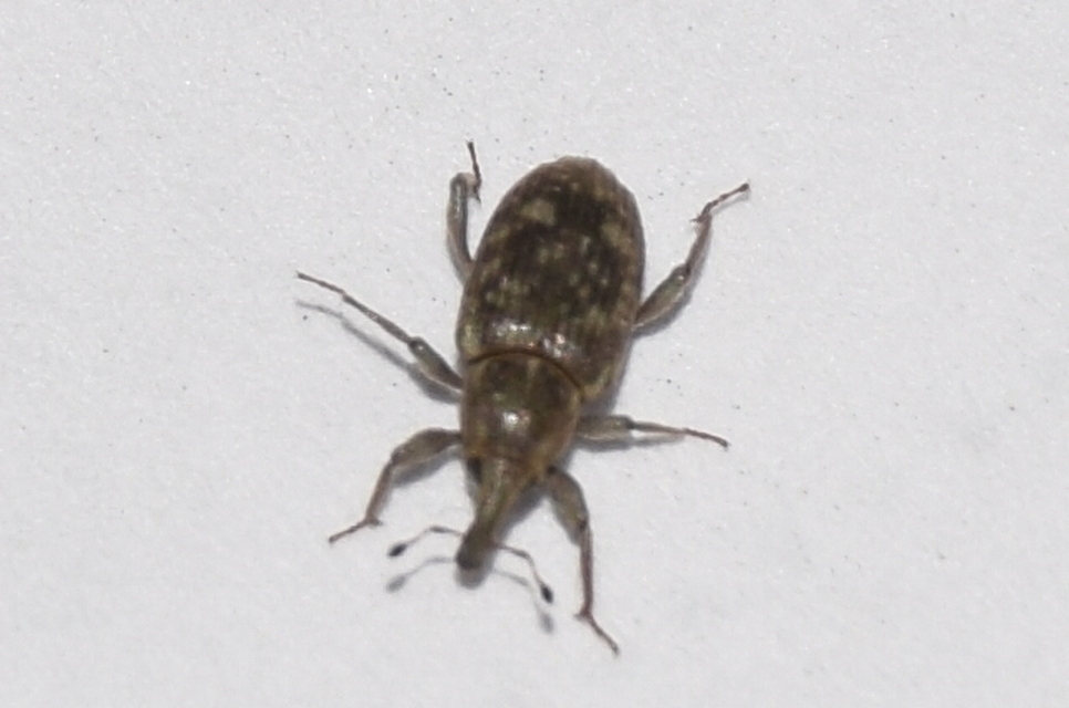 Bagous argillaceus - lakkfényű víziormányos
