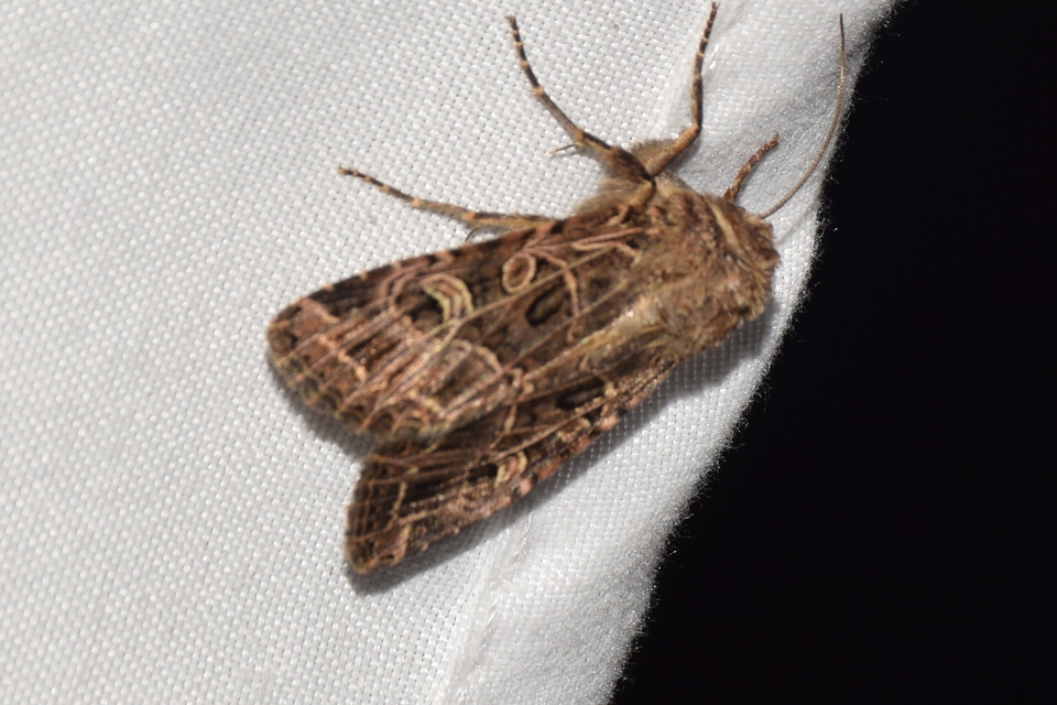 Heliophobus reticulata - fehéreres kertibagoly