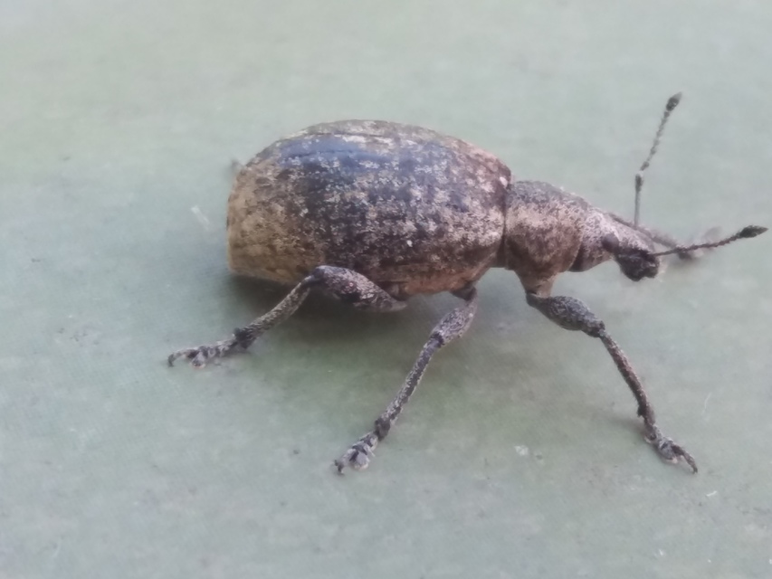 Liophloeus tessulatus - kockás barabolyormányos