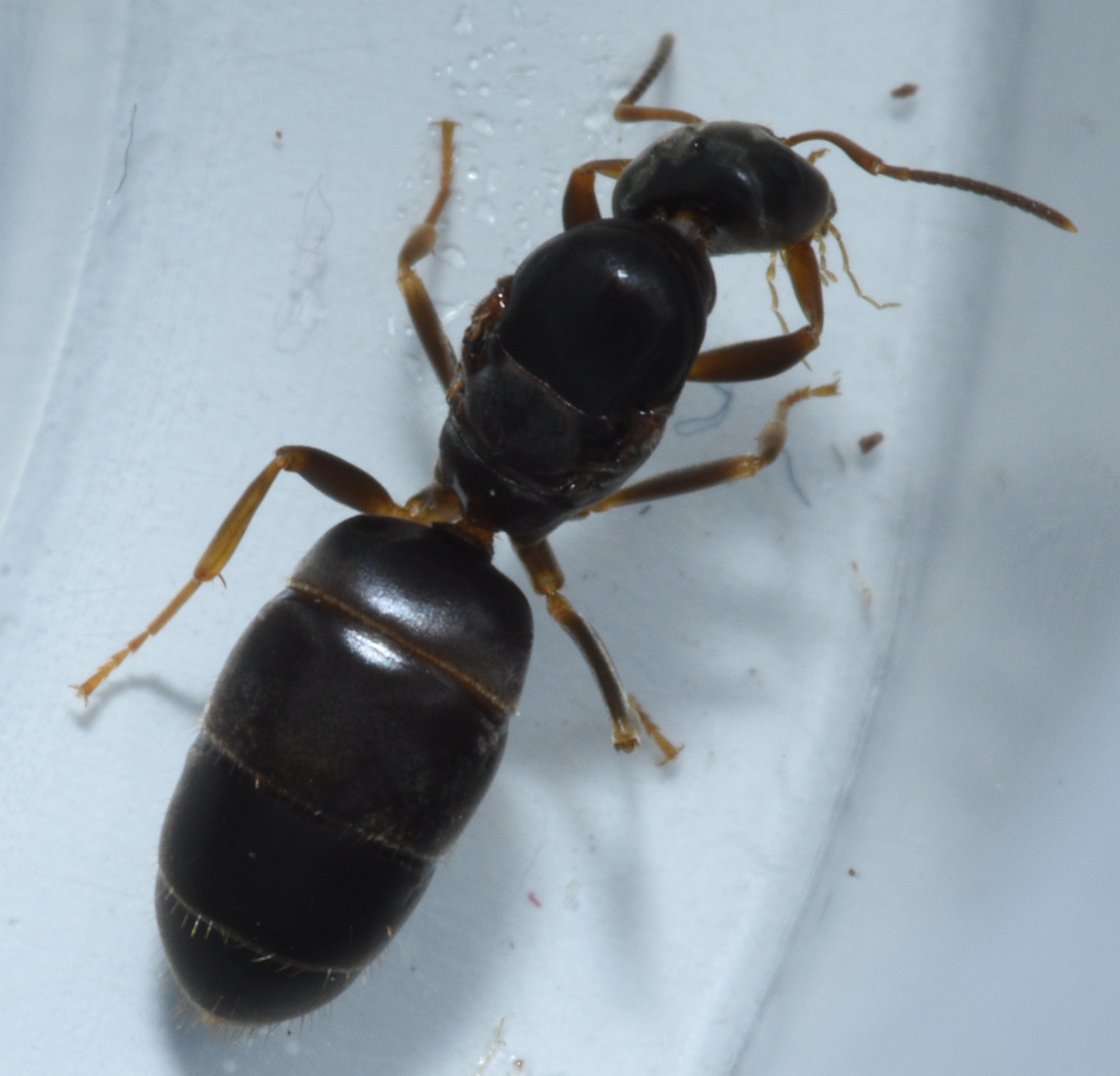Lasius brunneus - rozsdáshátú feketehangya