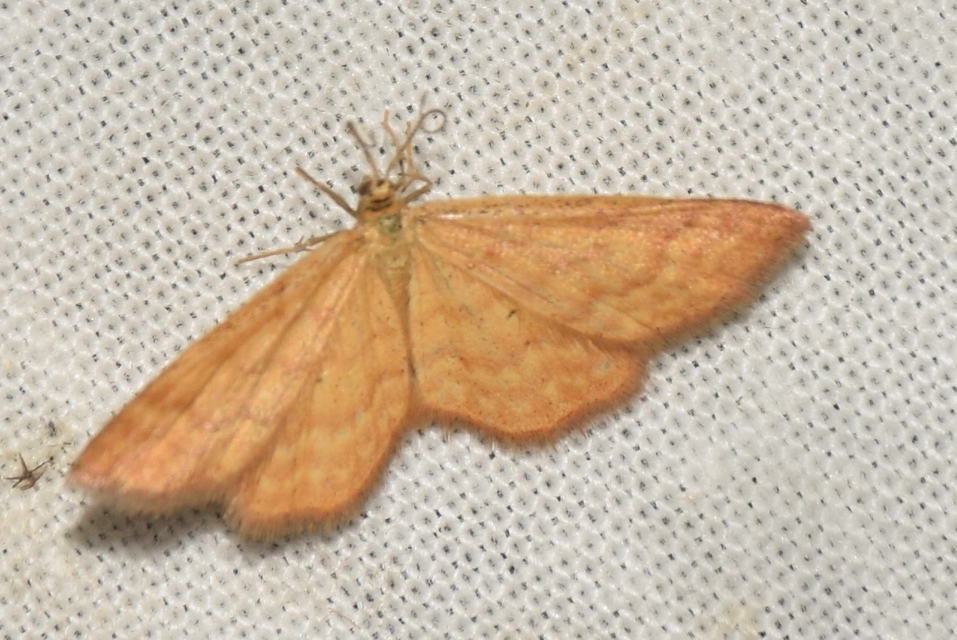 Idaea serpentata - kis sávosaraszoló