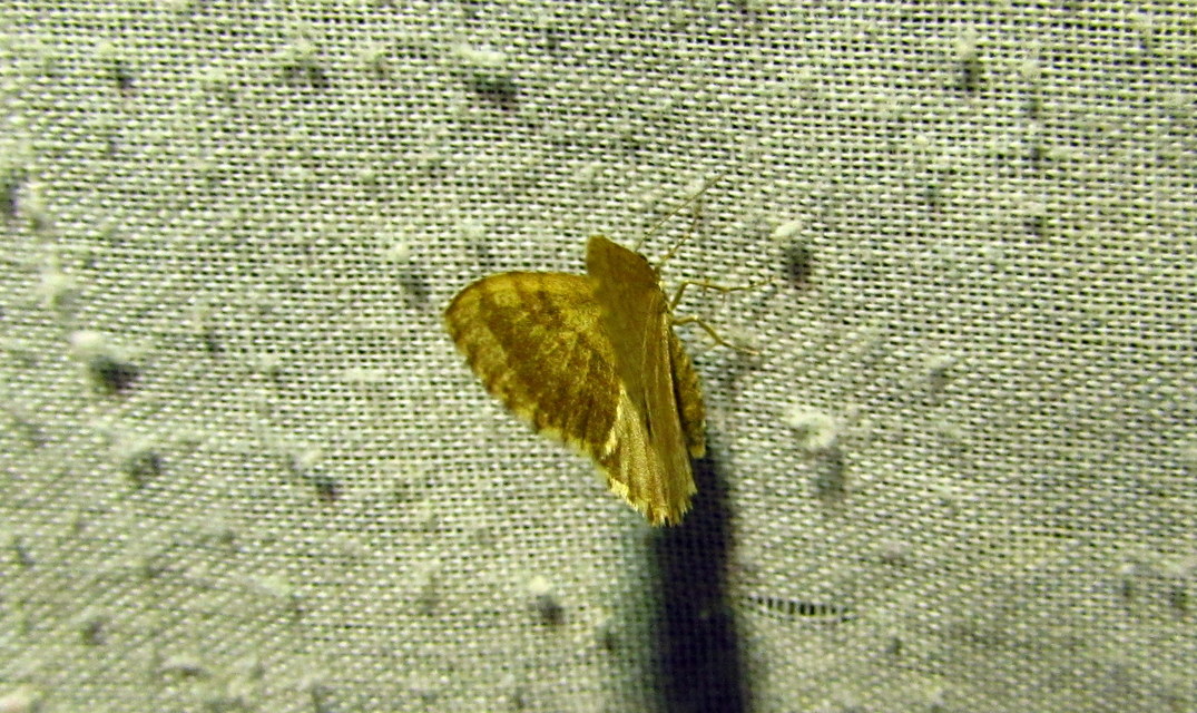 Euchoeca nebulata - barnás égeraraszoló