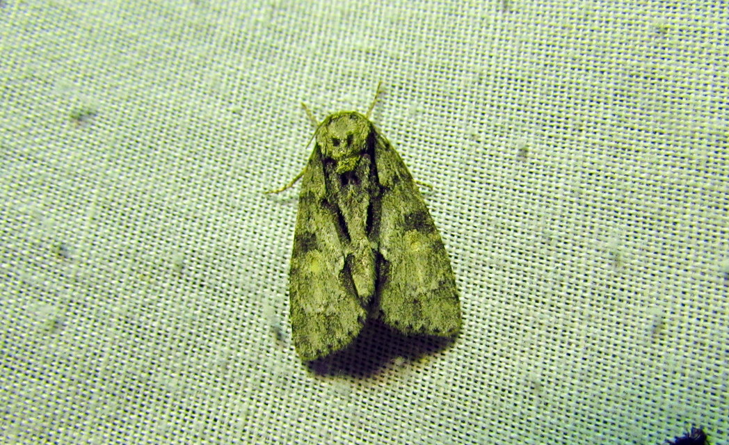 Acronicta strigosa - kis szigonyosbagoly
