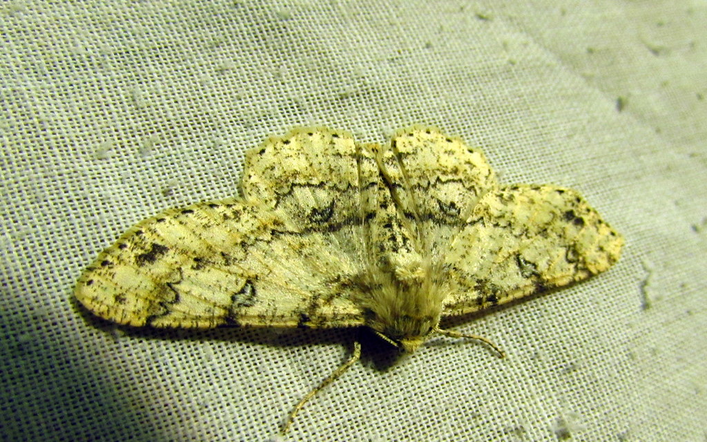 Ascotis selenaria - holdas faaraszoló