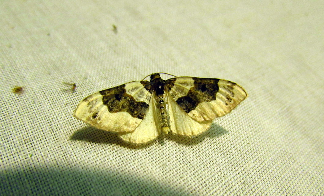 Cosmorhoe ocellata - szemes galajaraszoló