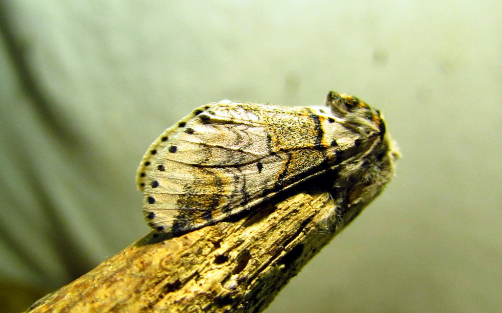 Furcula furcula - szürke púposszövő