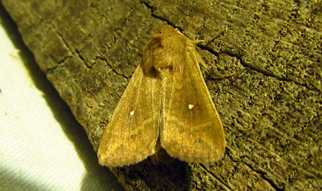 Mythimna albipuncta - fehérpettyes rétibagoly