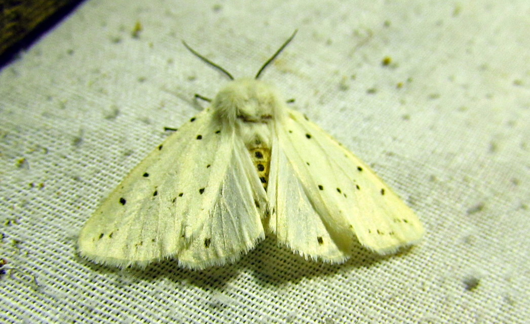 Spilosoma lubricipedum - tejszínű medvelepke