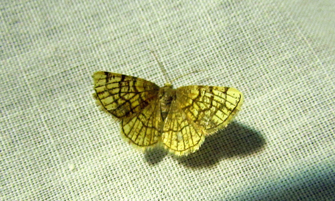 Stegania dilectaria - fehérnyár-araszoló