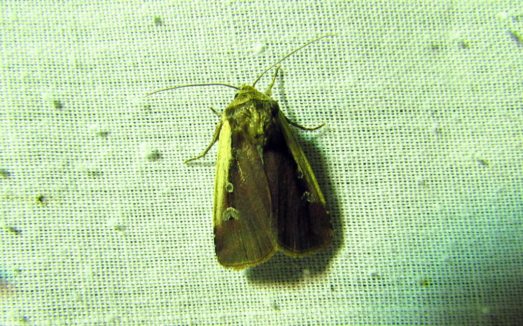 Ochropleura plecta - fehérszegélyű fűbagoly