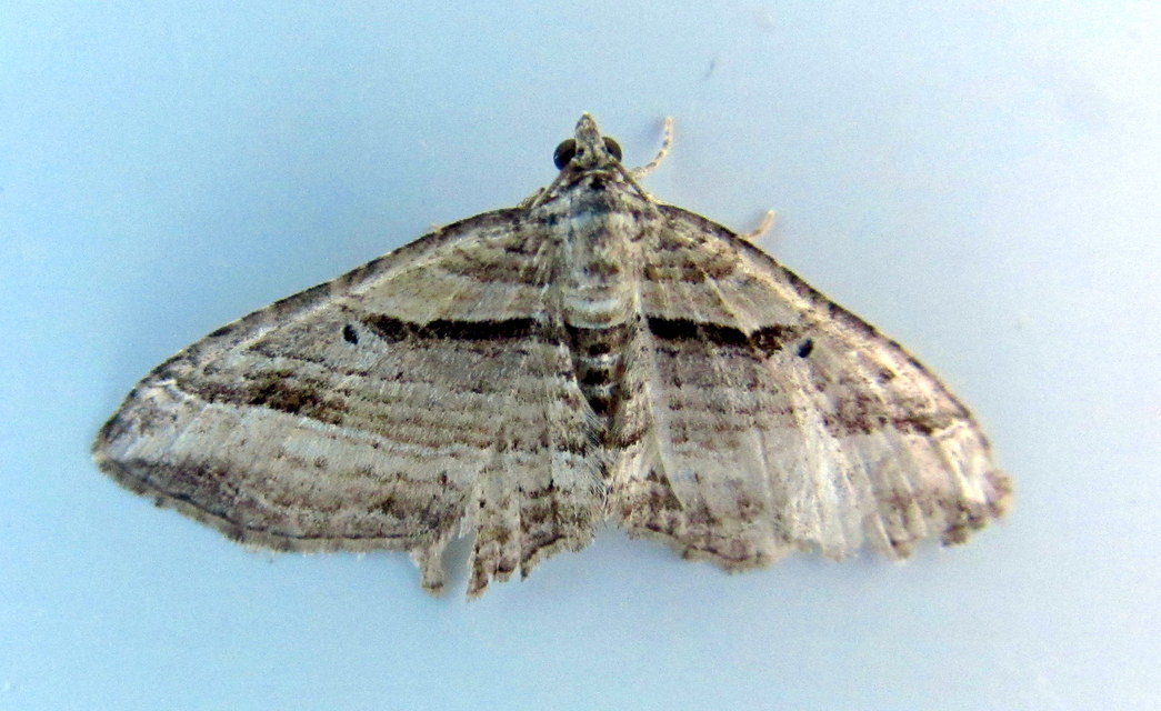 Costaconvexa polygrammata - soksávú araszoló