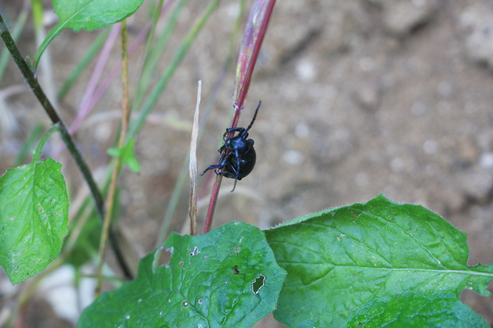 Dorcadion aethiops - fekete gyalogcincér