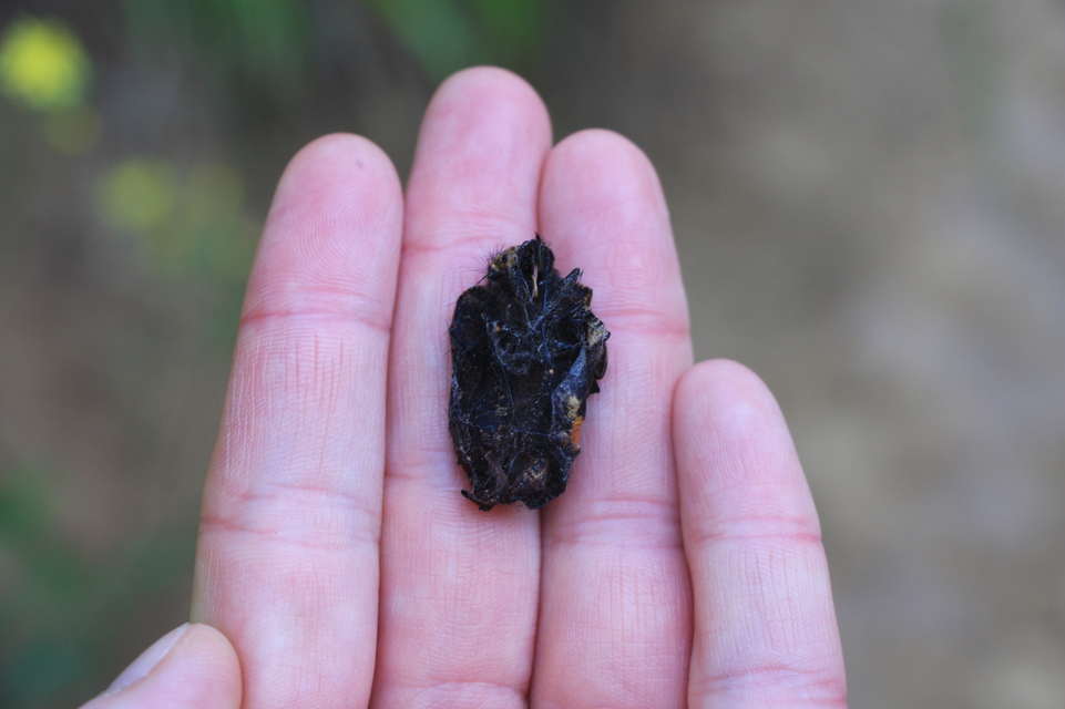 Nymphalis polychloros - nagy rókalepke