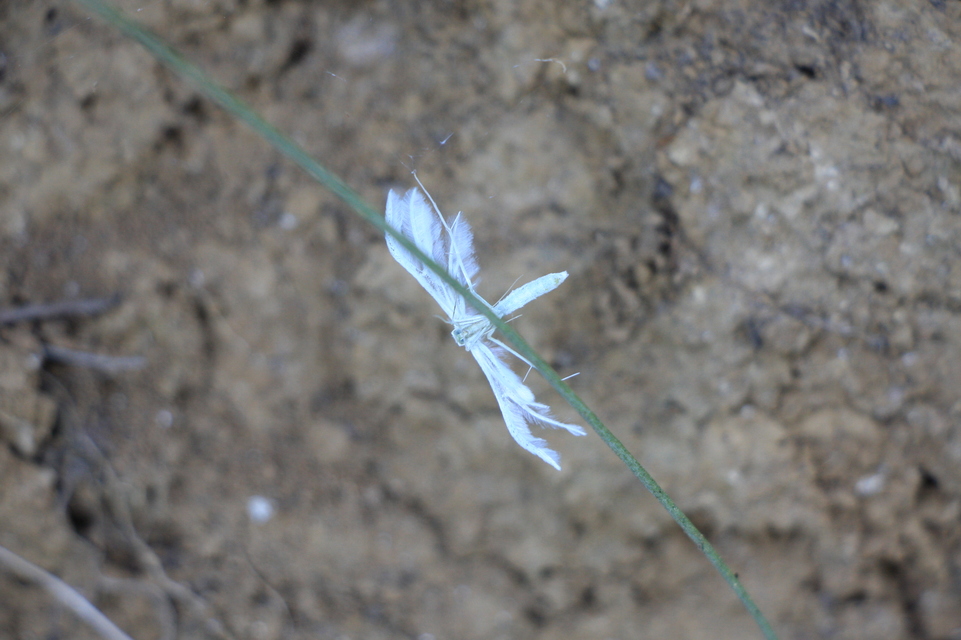 Pterophorus pentadactyla - fehér tollasmoly