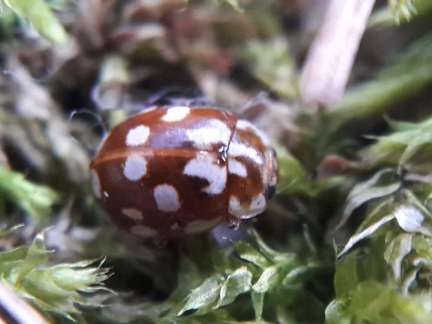 Myrrha octodecimguttata - tizennyolccseppes füsskata