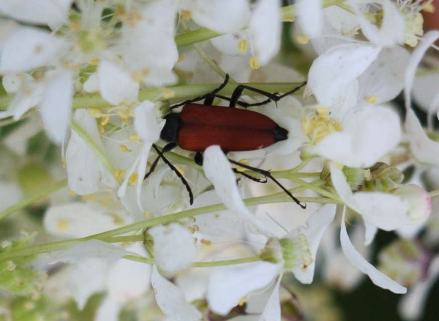 Anastrangalia sanguinolenta - kétszínű virágcincér